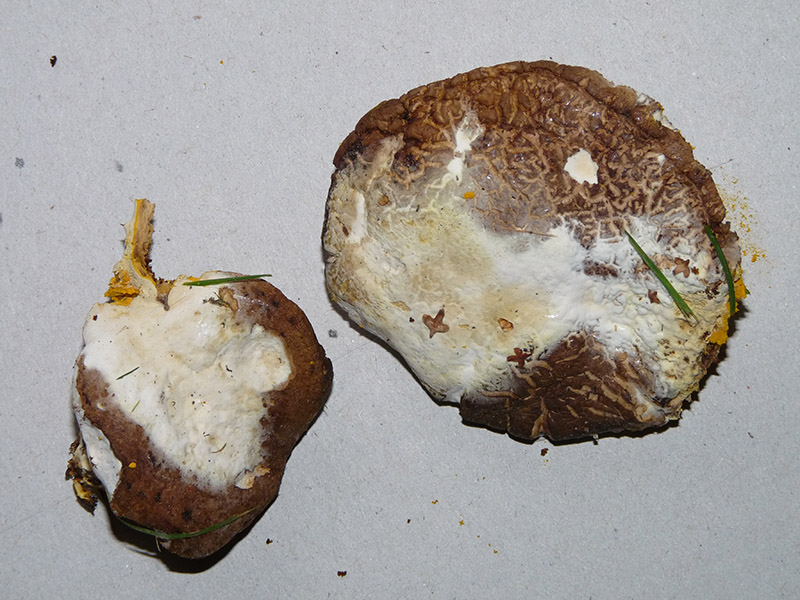 Hypomyces